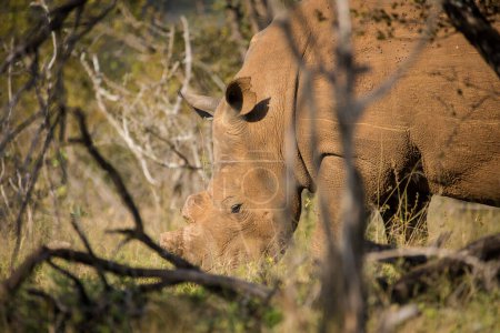 Photo for Close up image of a de-horned White Rhino, a highly endangered animal in africa, photographed in a national park in South Africa - Royalty Free Image