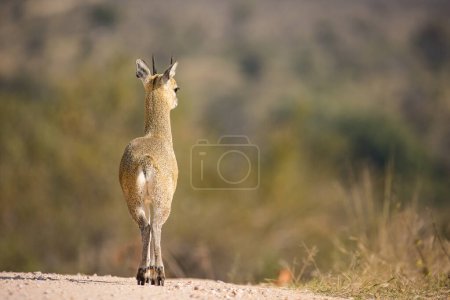 Foto de Imagen de cerca de Klipspringer en el parque Greater Kruger en Sudáfrica - Imagen libre de derechos