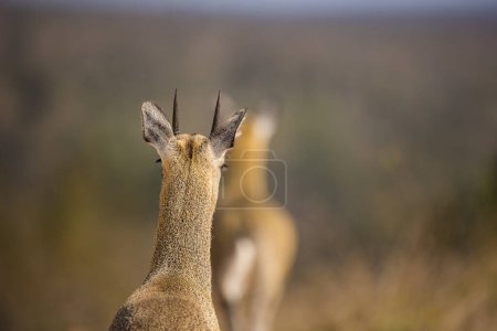 Téléchargez les photos : Image rapprochée de Klipspringer dans le parc du Grand Kruger en Afrique du Sud - en image libre de droit