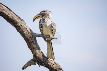 Photo for Close up image of a yellow billed hornbill in South Africa - Royalty Free Image