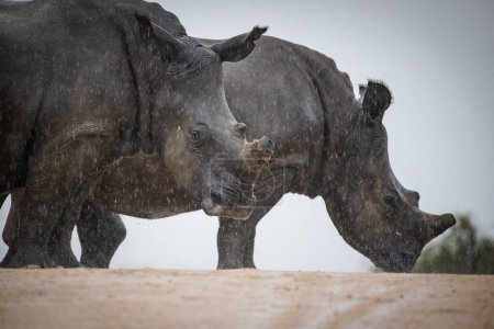 Foto de Imagen de cerca de un rinoceronte blanco sin cuernos, un animal en peligro de extinción en África, fotografiado en un parque nacional en Sudáfrica - Imagen libre de derechos
