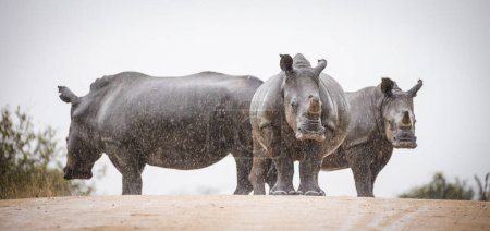 Foto de Imagen de cerca de un rinoceronte blanco sin cuernos, un animal en peligro de extinción en África, fotografiado en un parque nacional en Sudáfrica - Imagen libre de derechos