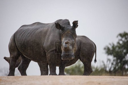 Téléchargez les photos : Image en gros plan d'un rhinocéros blanc décortiqué, un animal très menacé en Afrique, photographié dans un parc national en Afrique du Sud - en image libre de droit