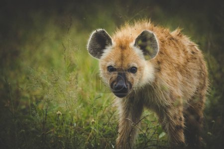 Foto de Imagen de cerca de una hiena manchada en el parque del Gran Kruger en Mpumalanga en Sudáfrica. - Imagen libre de derechos