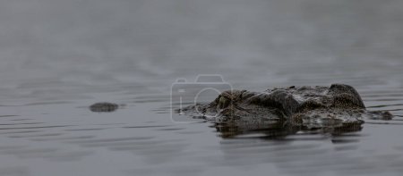 Téléchargez les photos : Image rapprochée d'un crocodile du Nil dans l'eau tendu en embuscade pour sa proie - en image libre de droit