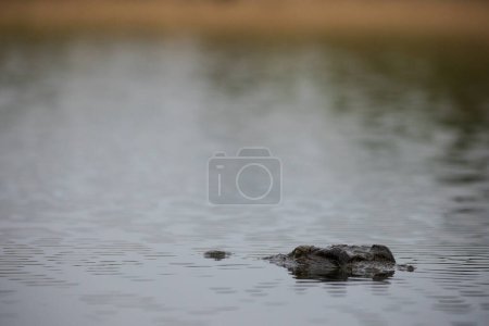 Foto de Imagen de cerca de un cocodrilo del Nilo en el agua tendido en emboscada para su presa - Imagen libre de derechos