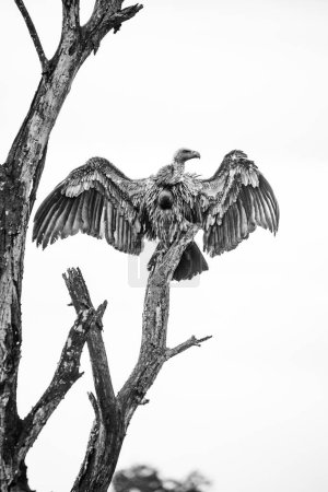 Foto de Un buitre de espalda blanca africano, un ave de presa superior posada sobre un árbol. Esta especie en peligro de extinción es un símbolo de la importancia de los esfuerzos de conservación de la vida silvestre. - Imagen libre de derechos