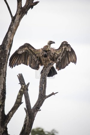 Téléchargez les photos : Un vautour à dos blanc, un oiseau de proie perché au sommet d'un arbre. Cette espèce en voie de disparition est un symbole de l'importance des efforts de conservation de la faune. - en image libre de droit