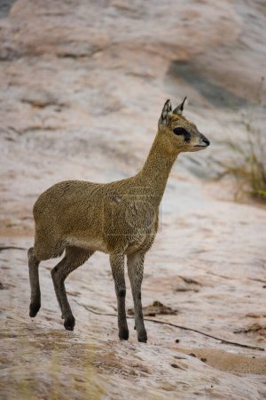 Téléchargez les photos : Image rapprochée de Klipspringer dans le parc du Grand Kruger en Afrique du Sud - en image libre de droit
