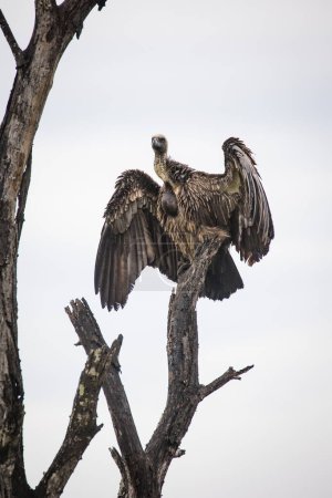 Téléchargez les photos : Un vautour à dos blanc, un oiseau de proie perché au sommet d'un arbre. Cette espèce en voie de disparition est un symbole de l'importance des efforts de conservation de la faune. - en image libre de droit