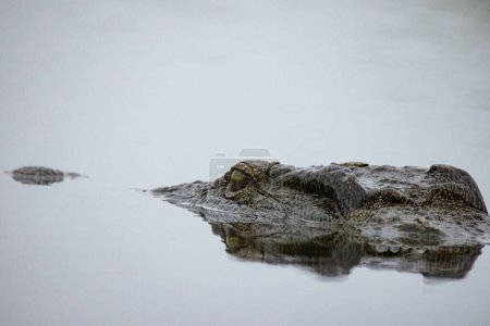 Téléchargez les photos : Image rapprochée d'un crocodile du Nil dans l'eau tendu en embuscade pour sa proie - en image libre de droit