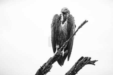 Téléchargez les photos : Un vautour à face de sapin africain perché sur un arbre. Avec un bec pointu et une vue aiguë, cette espèce en voie de disparition est un prédateur de haut niveau, soulignant la nécessité de la conservation pour protéger la faune sauvage d'Afrique. - en image libre de droit