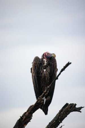 Photo for An African lappet-faced vulture perched on a tree. With a sharp beak and keen eyesight, this endangered species is a top predator, emphasizing the need for conservation to protect Africa's wildlife. - Royalty Free Image