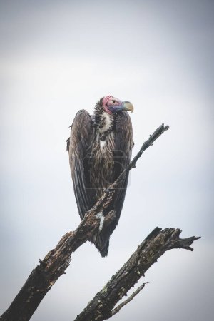 Photo for An African lappet-faced vulture perched on a tree. With a sharp beak and keen eyesight, this endangered species is a top predator, emphasizing the need for conservation to protect Africa's wildlife. - Royalty Free Image