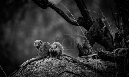 Foto de Imagen de cerca de una Mangosta Enana en un parque nacional en Sudáfrica - Imagen libre de derechos