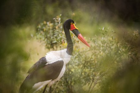 Photo for Close up image of a Saddle-Billed Stork in the grasslands in the greater Kruger park in South Africa - Royalty Free Image