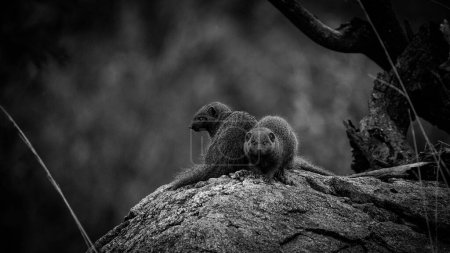 Téléchargez les photos : Image rapprochée d'une mangouste naine dans un parc national en Afrique du Sud - en image libre de droit