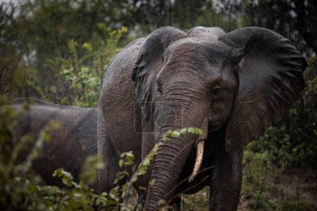 Téléchargez les photos : Image rapprochée d'un éléphant d'Afrique dans la grande région de Kruger à Mpumalanga en Afrique du Sud - en image libre de droit
