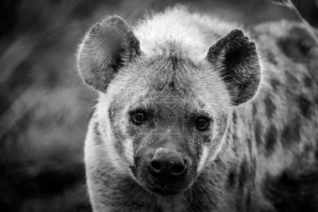 Foto de Imagen de cerca de una hiena manchada en el parque del Gran Kruger en Mpumalanga en Sudáfrica. - Imagen libre de derechos