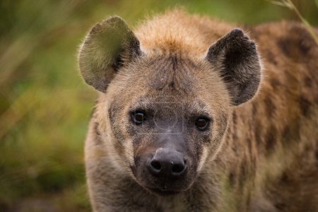 Nahaufnahme einer gefleckten Hyäne im Greater Kruger Park in Mpumalanga in Südafrika.
