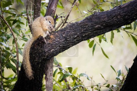 Téléchargez les photos : Image rapprochée d'un écureuil à brosse Smith - en image libre de droit