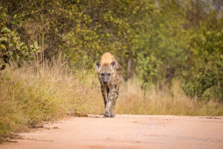 Téléchargez les photos : Image rapprochée d'une Hyène maculée dans le parc du Grand Kruger à Mpumalanga en Afrique du Sud. - en image libre de droit