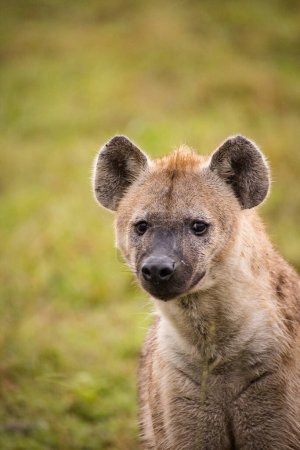 Photo for Close up image of a Spotted Hyena in the Greater Kruger park in Mpumalanga in South Africa. - Royalty Free Image