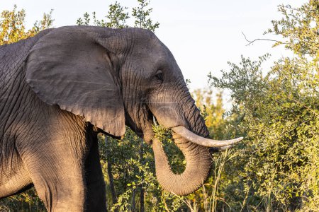 Téléchargez les photos : Image rapprochée d'un éléphant d'Afrique dans la grande région de Kruger à Mpumalanga en Afrique du Sud - en image libre de droit