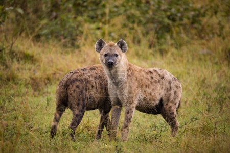 Photo for Close up image of a Spotted Hyena in the Greater Kruger park in Mpumalanga in South Africa. - Royalty Free Image
