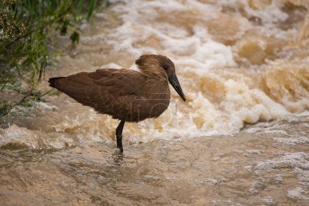 Photo for Close up image of a Hamerkop Bird hunting fish in a river - Royalty Free Image