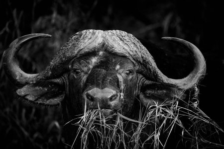 Foto de Imagen de cerca de un toro de búfalo del Cabo en un parque nacional en Sudáfrica - Imagen libre de derechos