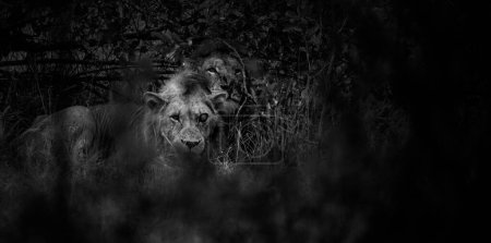 Foto de Imagen de cerca de un león en el bosque en un parque nacional en Sudáfrica - Imagen libre de derechos