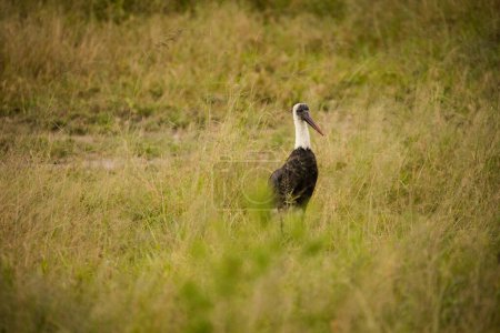 Téléchargez les photos : Image rapprochée d'une cigogne blanche dans un parc national en Afrique du Sud - en image libre de droit