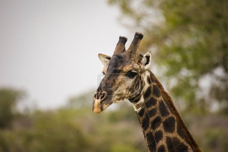 Téléchargez les photos : Image rapprochée d'une girafe dans un parc national d'Afrique du Sud - en image libre de droit