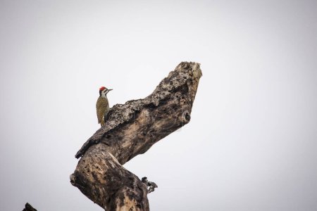 Foto de Imagen de cerca de un pájaro carpintero barbudo en un parque nacional en Sudáfrica - Imagen libre de derechos
