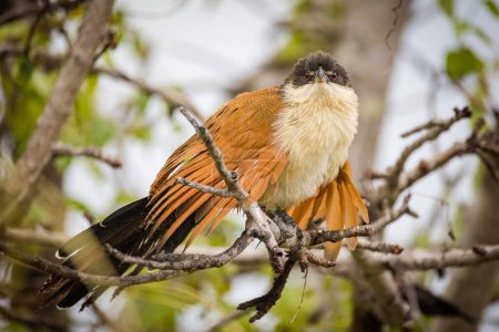 Photo for Close up image of a Burchell's Coucal in a national park in South Africa - Royalty Free Image