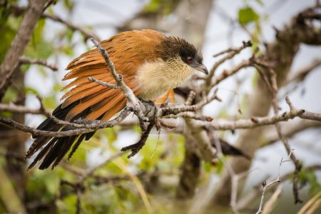 Photo for Close up image of a Burchell's Coucal in a national park in South Africa - Royalty Free Image