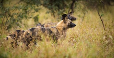 Foto de Imagen de cerca de un perro salvaje africano en un parque nacional en Sudáfrica - Imagen libre de derechos