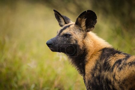Foto de Imagen de cerca de un perro salvaje africano en un parque nacional en Sudáfrica - Imagen libre de derechos