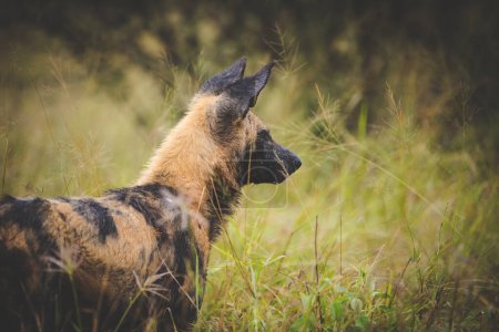 Photo for Close up image of an African Wilddog in a national park in South Africa - Royalty Free Image