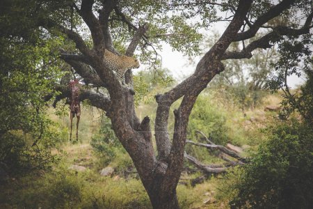 Photo for A stunning photo captures a leopard in a tree with an impala kill. Witness Africa's wildlife and the importance of conservation to protect endangered species and preserve biodiversity. - Royalty Free Image