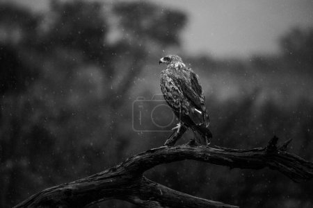 Photo for Close up image of a Snake Eagle on a dead tree in a national park in South Africa - Royalty Free Image