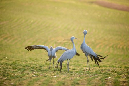 Foto de Pájaros grulla azul en su hábitat natural en Sudáfrica - Imagen libre de derechos