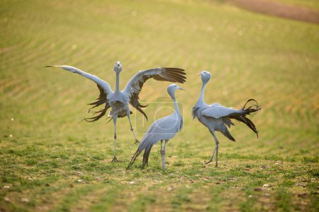 Photo for Blue Crane Birds in their Natural Habitat in South Africa - Royalty Free Image