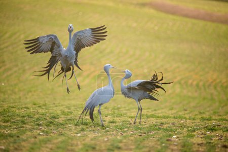 Photo for Blue Crane Birds in their Natural Habitat in South Africa - Royalty Free Image