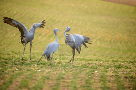 Téléchargez les photos : Oiseaux Grue Bleue dans leur habitat naturel en Afrique du Sud - en image libre de droit