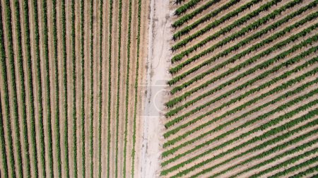 Foto de Foto escénica sobre viñedos en el Cabo Occidental de Sudáfrica, mostrando la enorme industria vinícola del país - Imagen libre de derechos