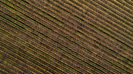 Scenic photo over vineyards in the Western Cape of South Africa, showcasing the huge wine industry of the country