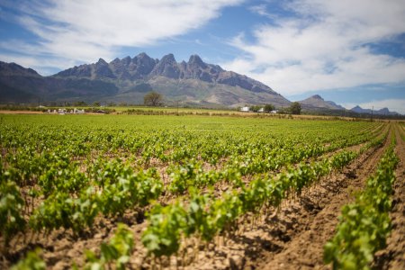 Téléchargez les photos : Photo panoramique sur les vignobles du Cap-Occidental en Afrique du Sud, montrant l'énorme industrie viticole du pays - en image libre de droit
