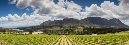 Photo for Scenic photo over vineyards in the Western Cape of South Africa, showcasing the huge wine industry of the country - Royalty Free Image